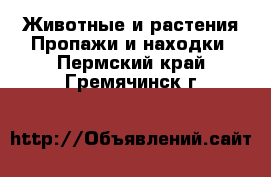 Животные и растения Пропажи и находки. Пермский край,Гремячинск г.